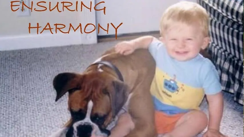 Ensuring Harmony – Preparing Your 4 Legged Family for the Arrival of a New Baby